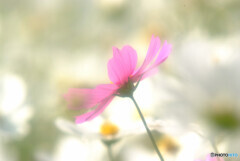 夢で逢いましょう✿こすもす