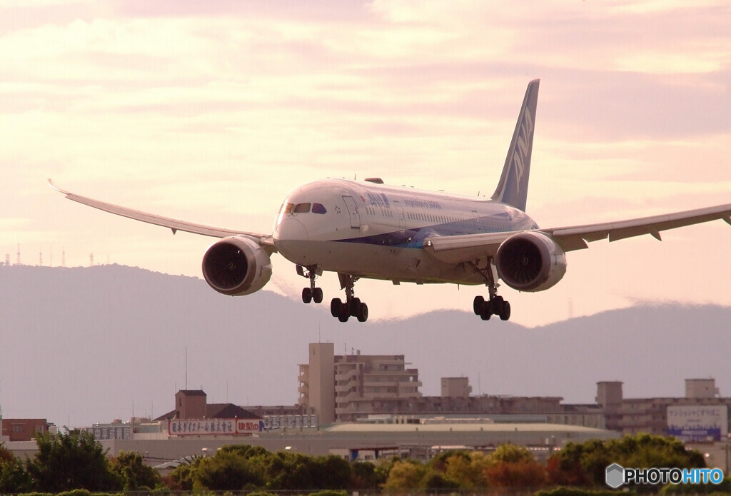 Morning Bird✈Dreamliner