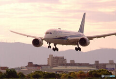 Morning Bird✈Dreamliner