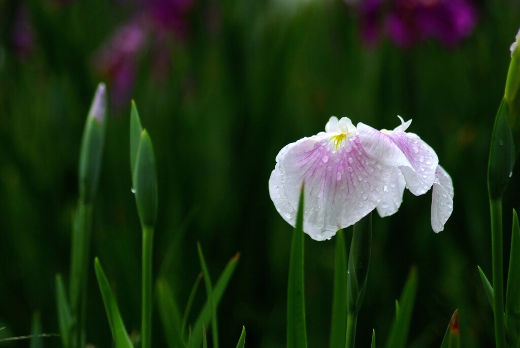 ☂が好きです✿菖蒲の季節