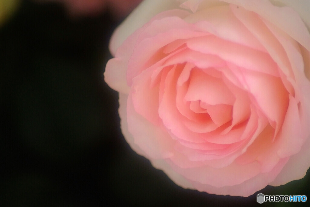 母に捧げるこの薔薇を