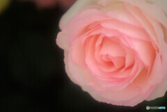 母に捧げるこの薔薇を