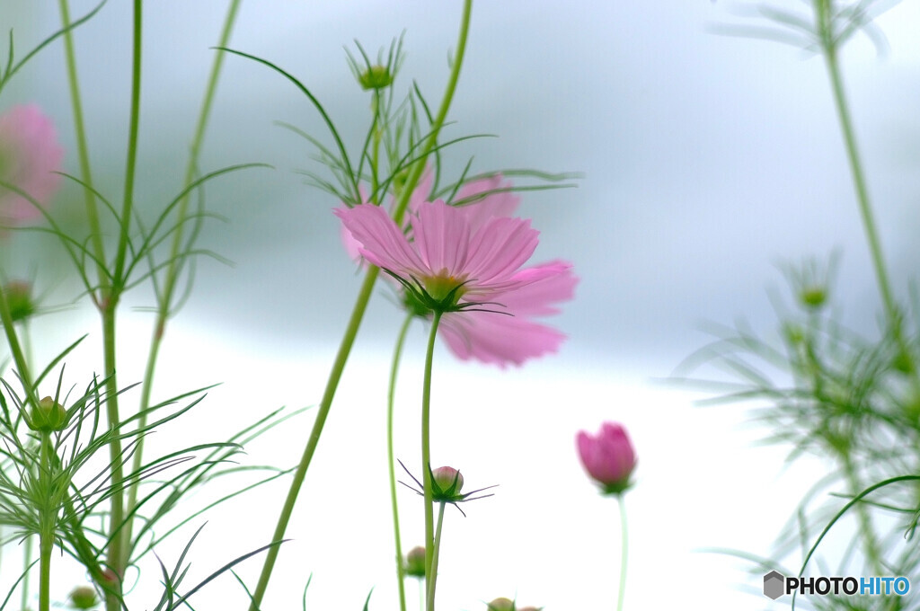 会いに行こう✿コスモスの時