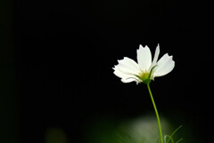 心のOasis❁秋桜の詩