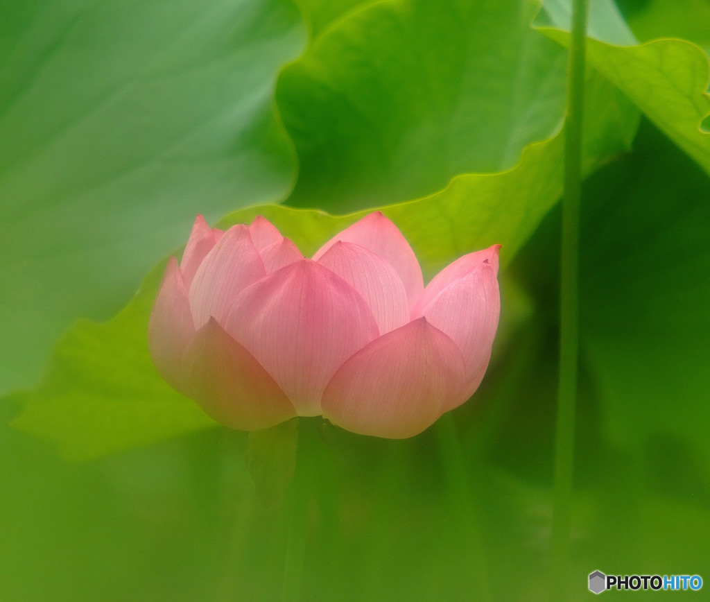 幸せの時間（Ⅶ）・蓮