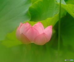 幸せの時間（Ⅶ）・蓮