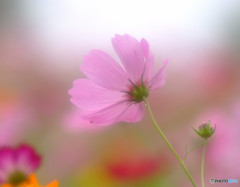 秋桜物語・（Ⅱ）