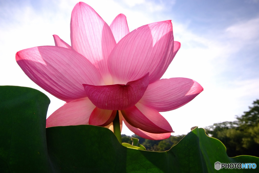 本日も晴天なり・蓮