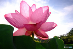 本日も晴天なり・蓮