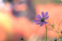 Natural Beauty✾秋2022