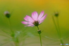 My Treasure・乙女