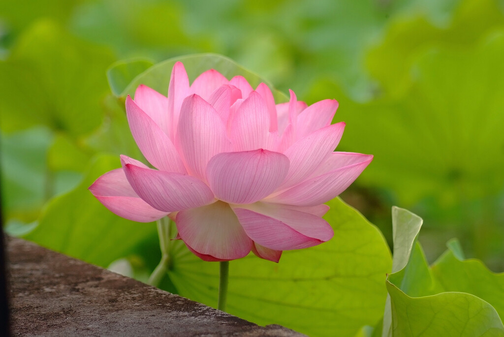 儚くも美しく✿蓮の詩