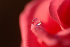 桃月の瞳✿癒やしの詩