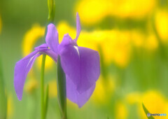 皐月の旅人・艶