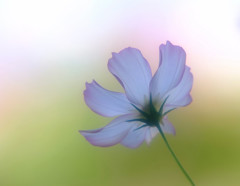 秋の旅人・こすもす