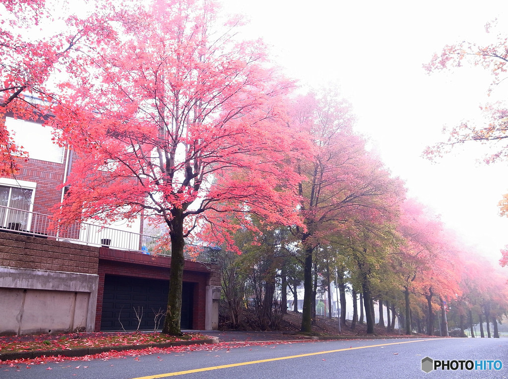 朝霧に誘われて