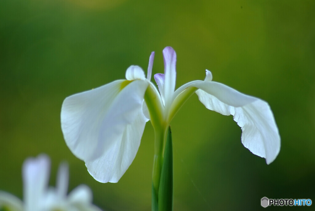 涼暮月の舞✿菖蒲