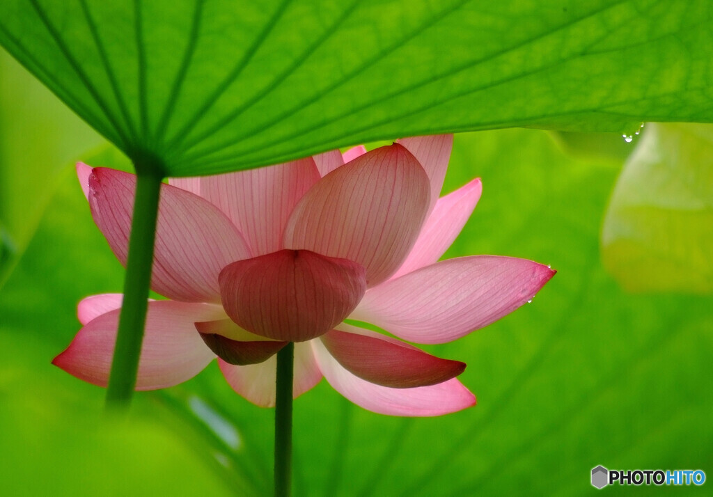 夏の扉✿蓮華