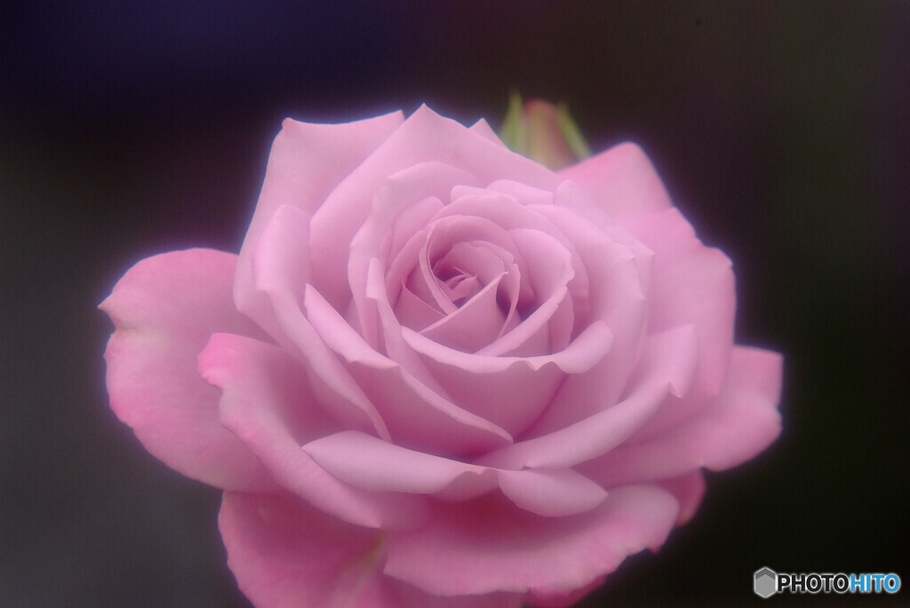 Japanese Beauty✿皐月の薔薇