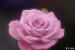Japanese Beauty✿皐月の薔薇