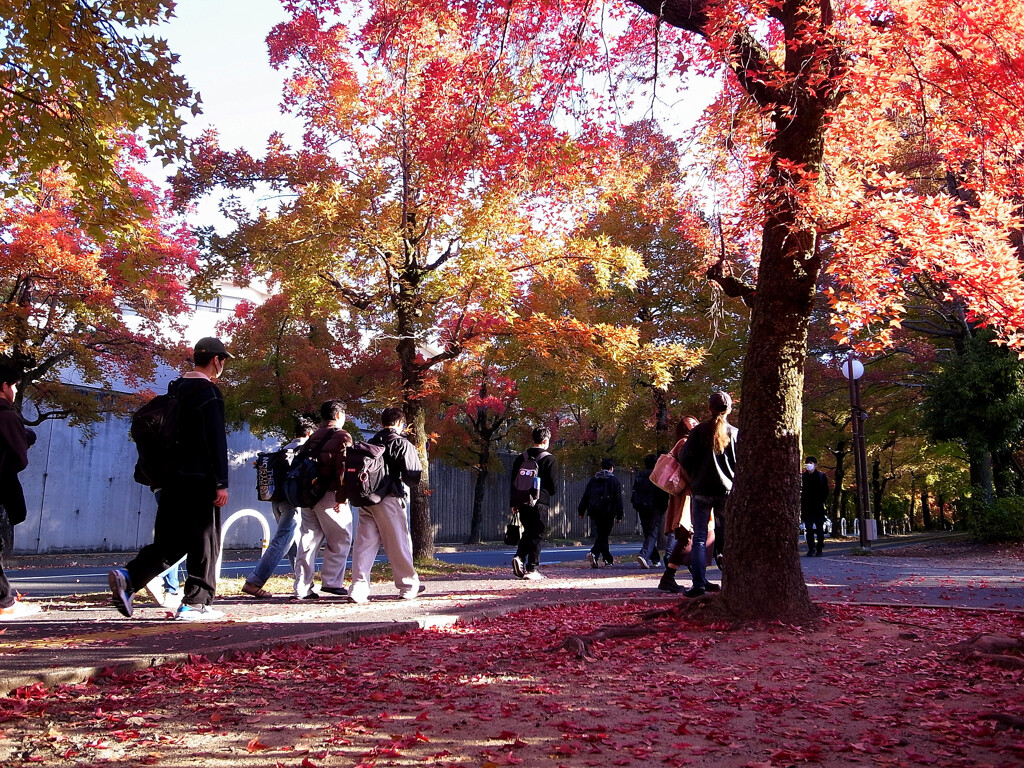 紅葉散歩❷❁三色彩道2025