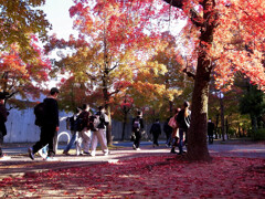 紅葉散歩❷❁三色彩道2025