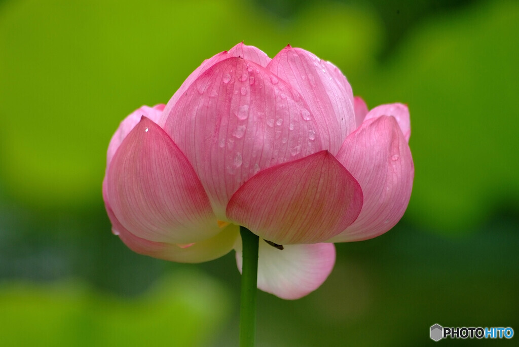 やすらぎの華☂水月の朝