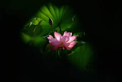 迷宮の扉✿蓮