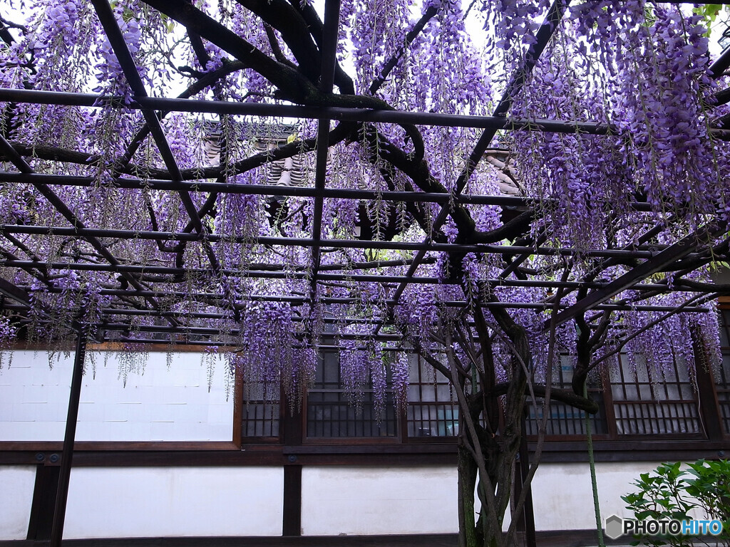 Japanese Beauty✿華やかに美しく