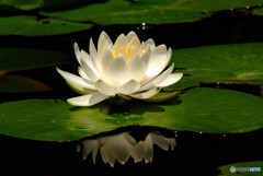 煌・睡蓮