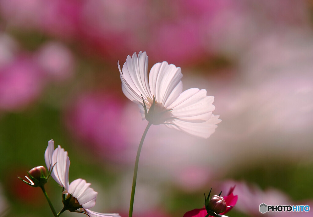 秋桜物語✿秋霞