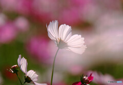 秋桜物語✿秋霞