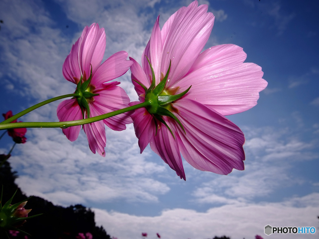 Cosmos theaterⅤ・秋