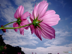 Cosmos theaterⅤ・秋