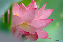 魅せられて・華