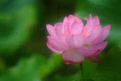 癒やしの時✿蓮