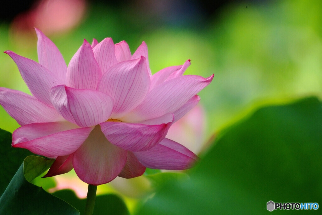 やすらかに✾涼月の華