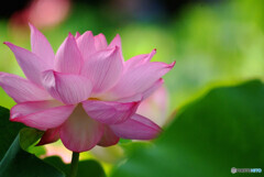 やすらかに✾涼月の華