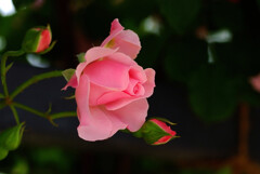 出会い✿Spring Roses