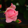 出会い✿Spring Roses