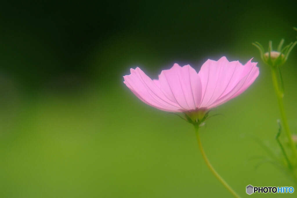 長月の夢✿華