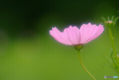 長月の夢✿華
