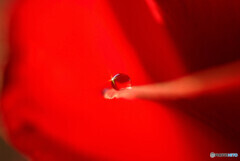 時間よ止まれ✾雫