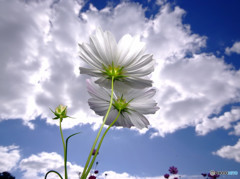 My Treasure・生きる