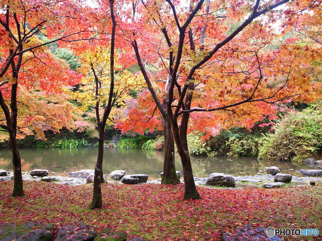 和心✿紅葉2022