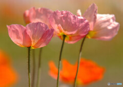 家族の時間・想