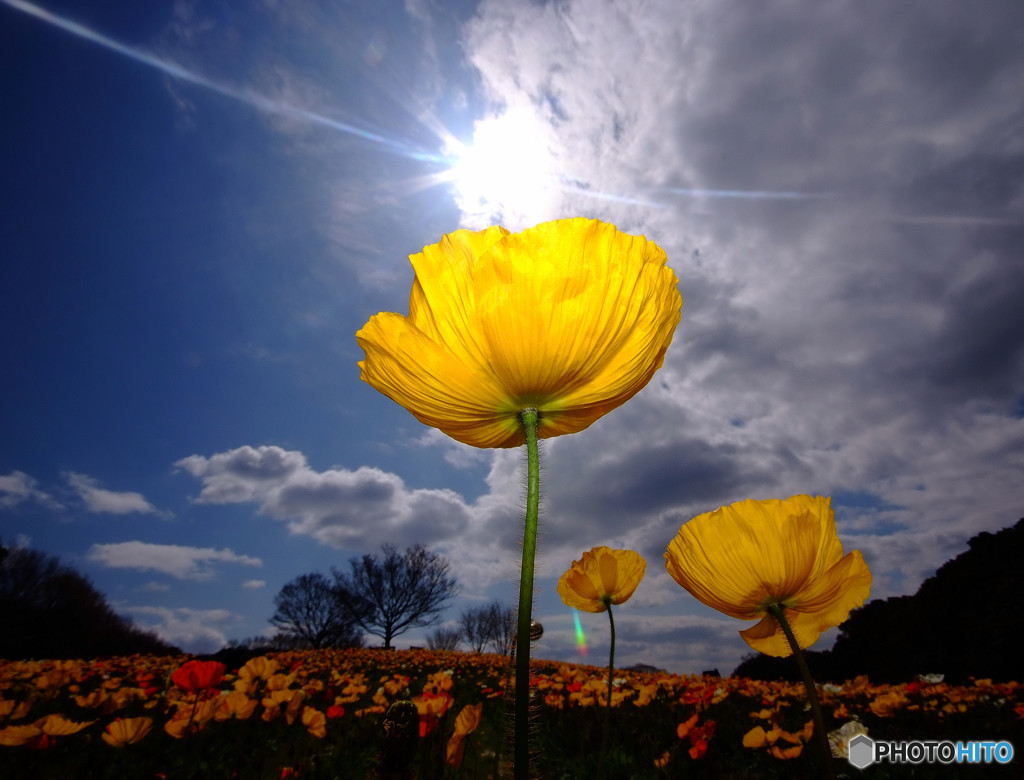高嶺の花子さん
