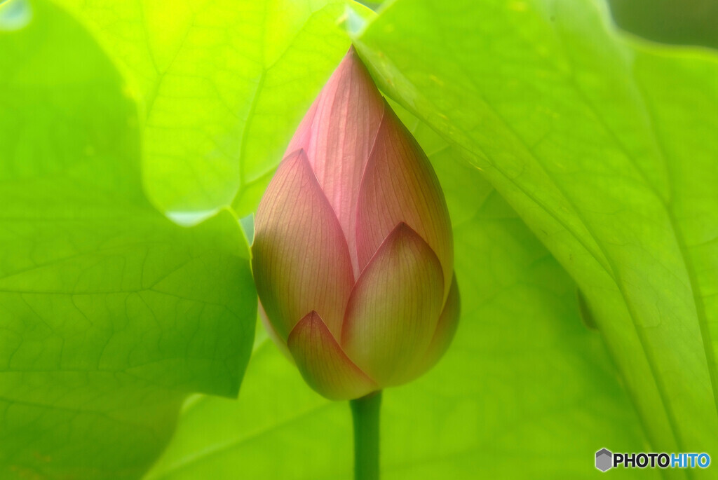 静寂の時・蓮