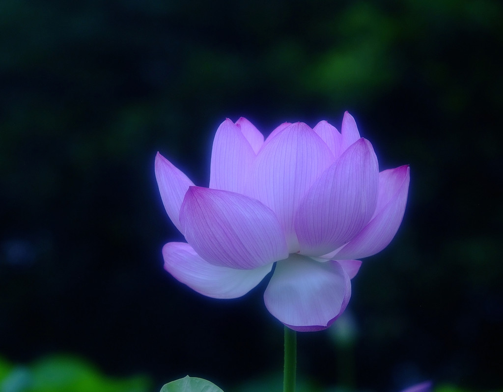 幸せの時間（Ⅳ）・蓮
