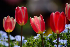 微笑みかえし✿TULIP2025
